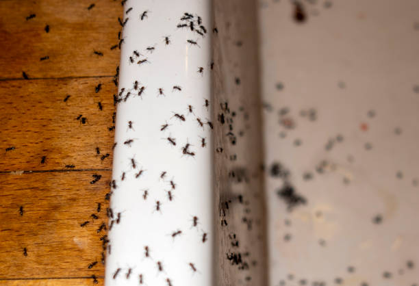 Pest Control Cost in North Webster, IN